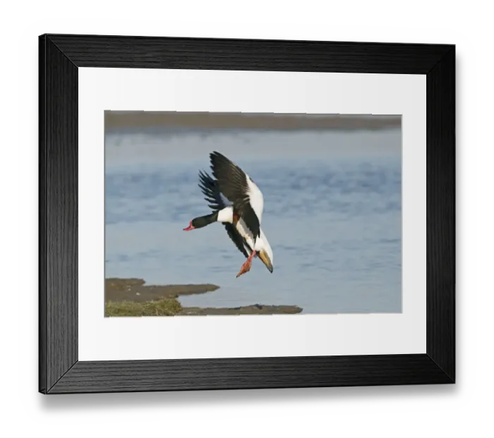 Framed Print : Shelduck Tadorna tadorna Cley Norfolk March Framed Print : Shelduck Tadorna tadorna Cley Norfolk March