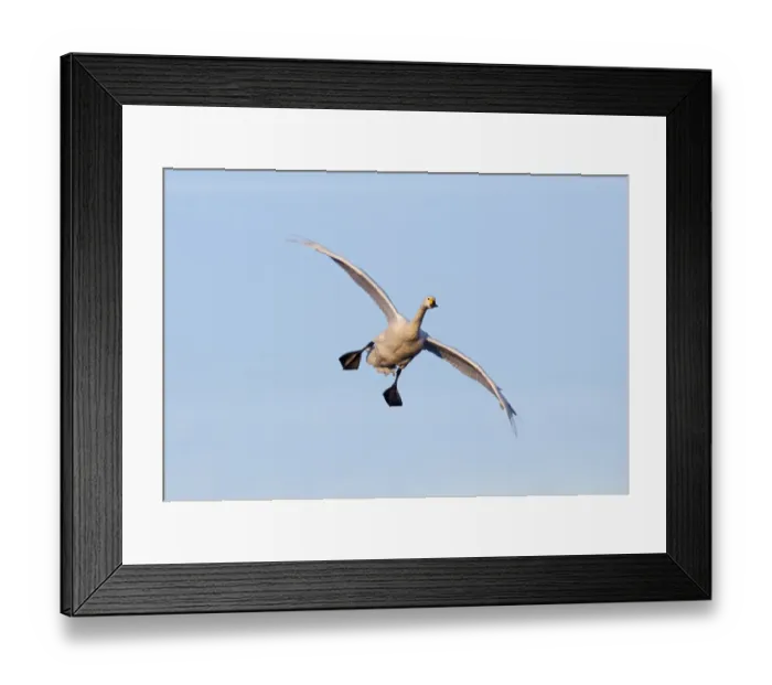 Framed Print : Bewicks Swan Cygnus columbianus coming in to land Slimbridge Glos UK winter Framed Print : Bewicks Swan Cygnus columbianus coming in to land Slimbridge Glos UK winter