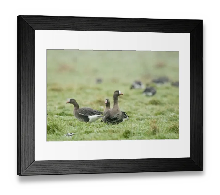 Framed Print : White-fronted Geese Anser albifrons Holkham Norfolk January Framed Print : White-fronted Geese Anser albifrons Holkham Norfolk January