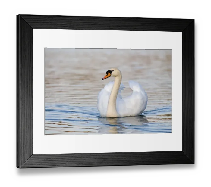 Framed Print : Mute Swan Cygnus olor cob (male) Norfolk UK spring Framed Print : Mute Swan Cygnus olor cob (male) Norfolk UK spring