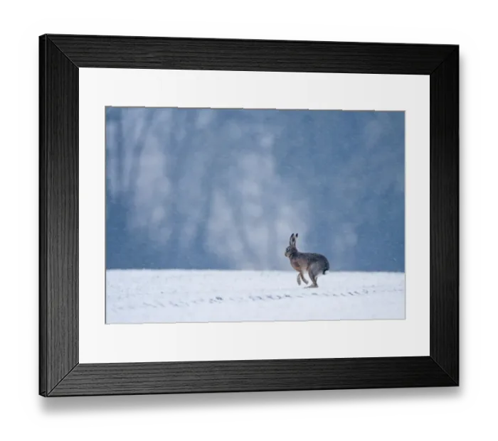 Framed Print : Brown Hare Lepus europaeus on winter wheat field Norfolk January Framed Print : Brown Hare Lepus europaeus on winter wheat field Norfolk January