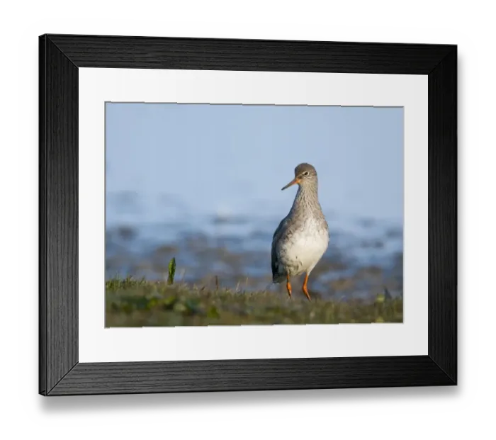 Framed Print : Redshank Tringa totanus Norfolk March Framed Print : Redshank Tringa totanus Norfolk March