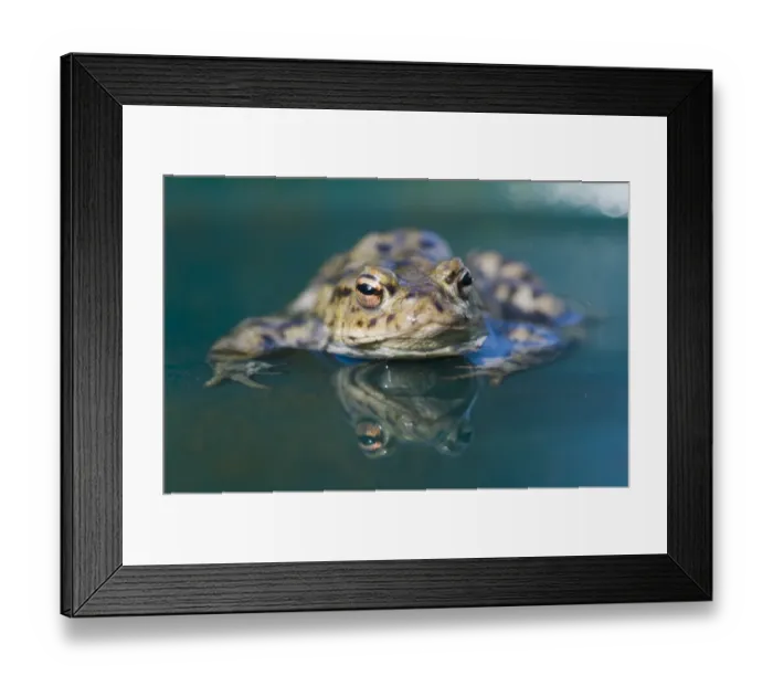 Framed Print : Common Toad Bufo bufo in pond in spring Norfolk Framed Print : Common Toad Bufo bufo in pond in spring Norfolk