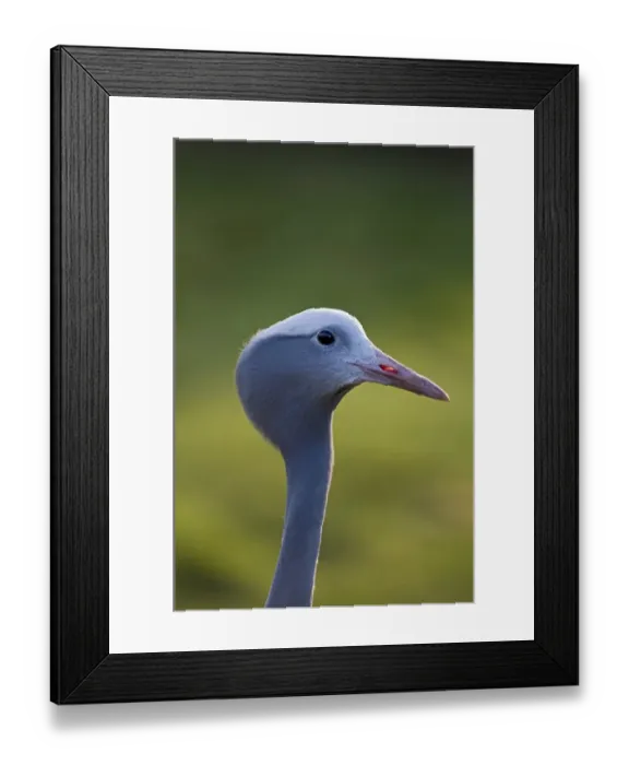 Framed Print : Blue Crane Anthropoides paradisaea (captive) National bird of South Africa