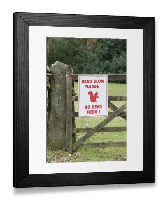 Framed Print : Red Squirrel sign warning drivers to slow down near Derwent Water in Lake District Framed Print : Red Squirrel sign warning drivers to slow down near Derwent Water in Lake District