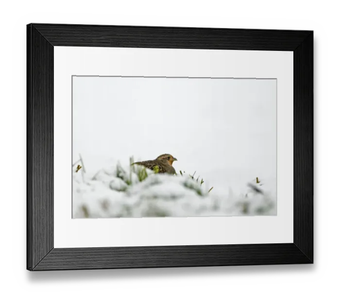 Framed Print : Grey Partridge Perdix perdix female crouching in snow Norfolk February Framed Print : Grey Partridge Perdix perdix female crouching in snow Norfolk February