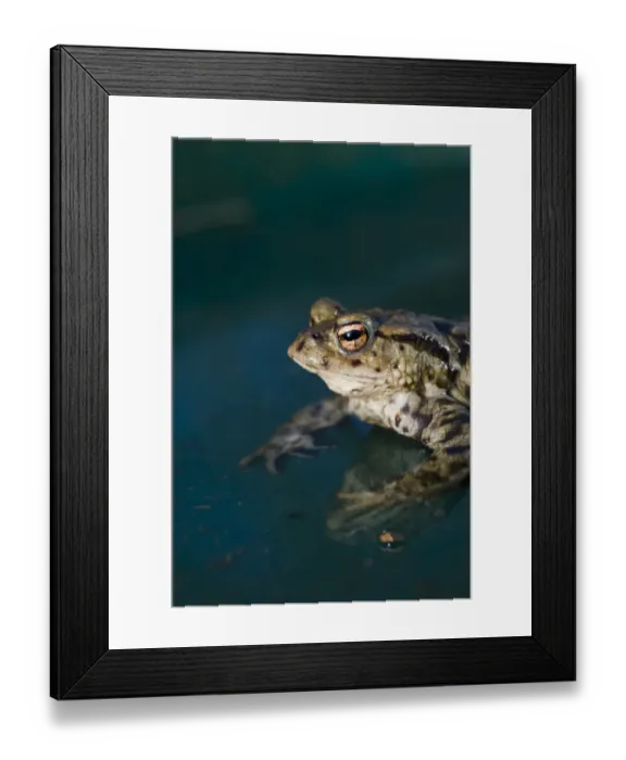 Framed Print : Common Toad Bufo bufo in pond in spring Norfolk Framed Print : Common Toad Bufo bufo in pond in spring Norfolk