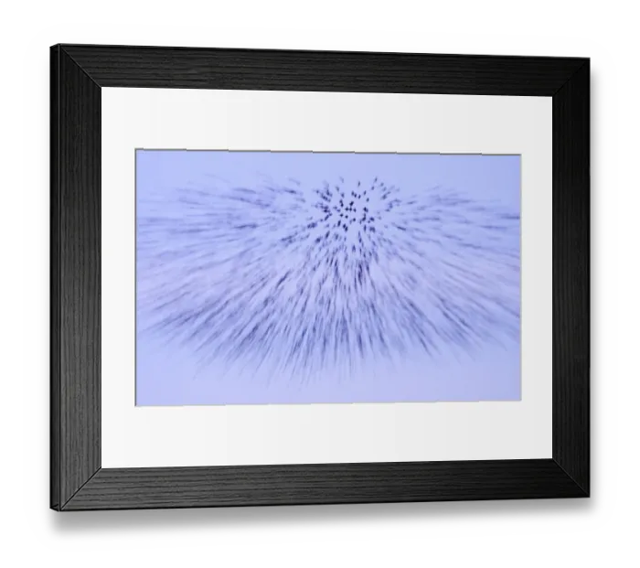 Framed Print : Starlings Sturnus vulgaris flock arriving at roost Slimbridge Glos February Framed Print : Starlings Sturnus vulgaris flock arriving at roost Slimbridge Glos February