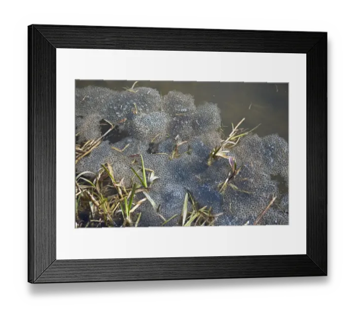 Framed Print : Common Frog Rana temporania spawn in pond in spring Norfolk March Framed Print : Common Frog Rana temporania spawn in pond in spring Norfolk March