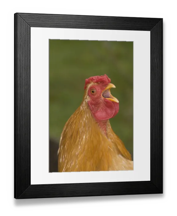 Framed Print : Cockerel crowing Cornwall UK