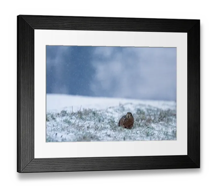 Framed Print : Brown Hare Lepus europaeus crouched on game cover strip on edge of winter wheat field Framed Print : Brown Hare Lepus europaeus crouched on game cover strip on edge of winter wheat field