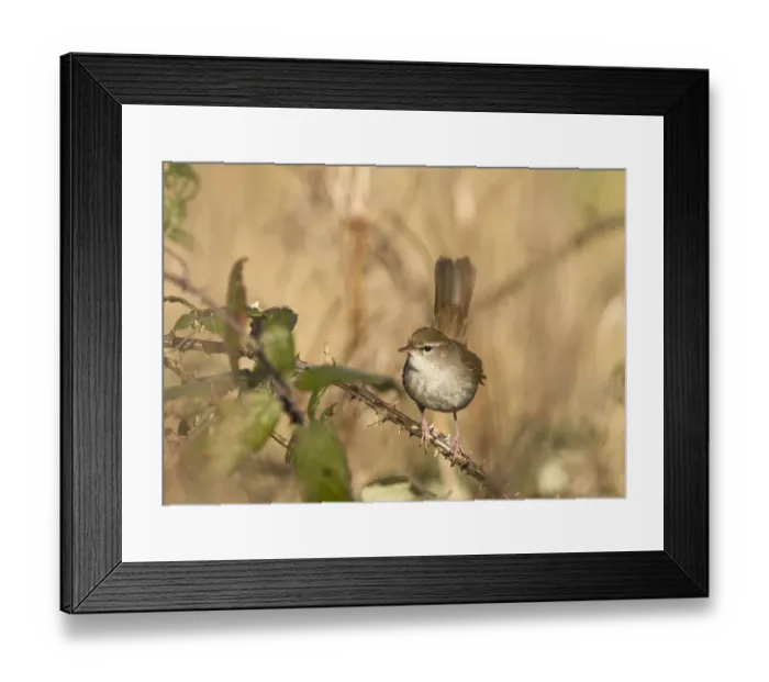 Framed Print : Cettis Warbler Cettia cetti Norfolk April Framed Print : Cettis Warbler Cettia cetti Norfolk April