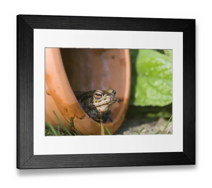 Framed Print : Common Toad Bufo bufo emerging from flower pot in garden in spring Norfolk