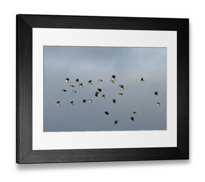 Framed Print : Lapwings Vanellus vanellus Norfolk winter Framed Print : Lapwings Vanellus vanellus Norfolk winter