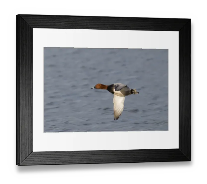 Framed Print : Pochard Aythya ferina Glos UK winter