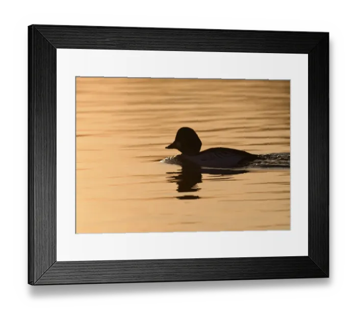 Framed Print : Goldeneye Bucephala clangula male on Loch Garten Speyside Scotland at dusk spring Framed Print : Goldeneye Bucephala clangula male on Loch Garten Speyside Scotland at dusk spring
