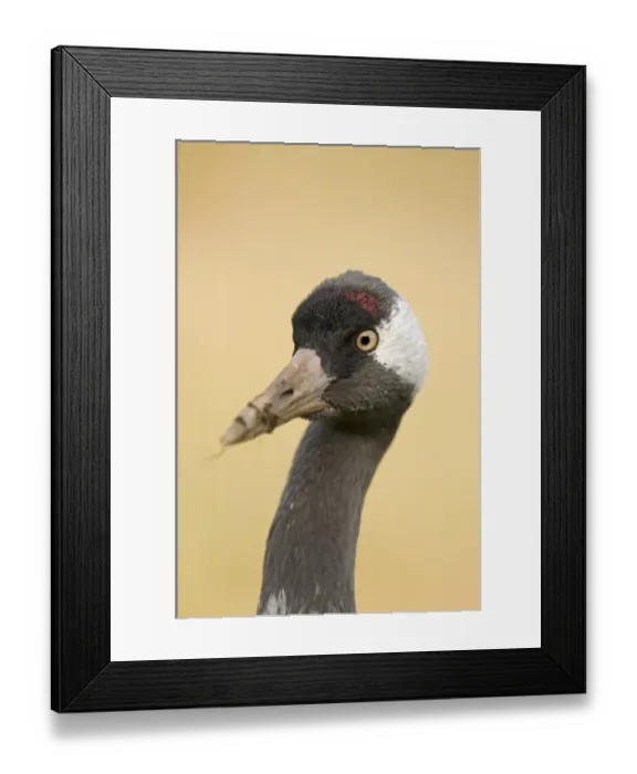Framed Print : Common Crane Grus grus feeding in potato field near Lakenheath Norfolk spring Framed Print : Common Crane Grus grus feeding in potato field near Lakenheath Norfolk spring