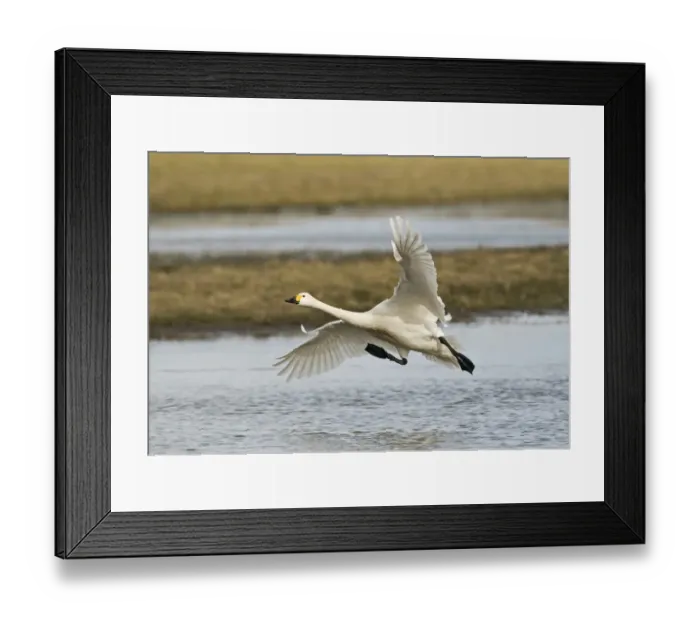 Framed Print : Bewicks Swans Cygnus columbianus coming in to land Slimbridge Glos UK February Framed Print : Bewicks Swans Cygnus columbianus coming in to land Slimbridge Glos UK February