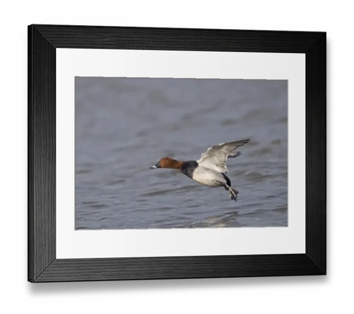 Framed Print : Pochard Aythya ferina Glos UK winter Framed Print : Pochard Aythya ferina Glos UK winter