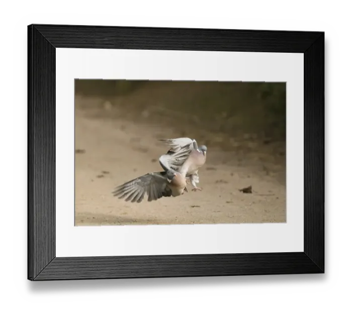 Framed Print : Woodpigeons Columba palumbus fighting Glos winter Framed Print : Woodpigeons Columba palumbus fighting Glos winter