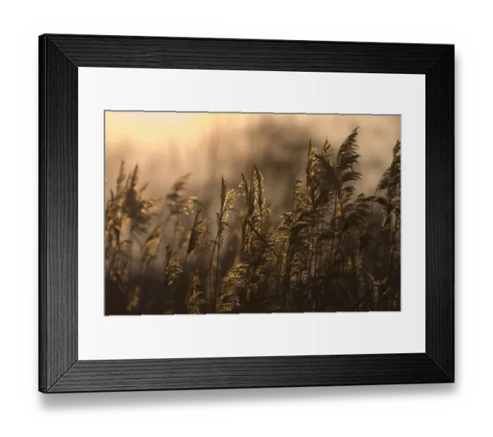 Framed Print : Reeds Titchwell RSPB Reserve Norfolk winter Framed Print : Reeds Titchwell RSPB Reserve Norfolk winter