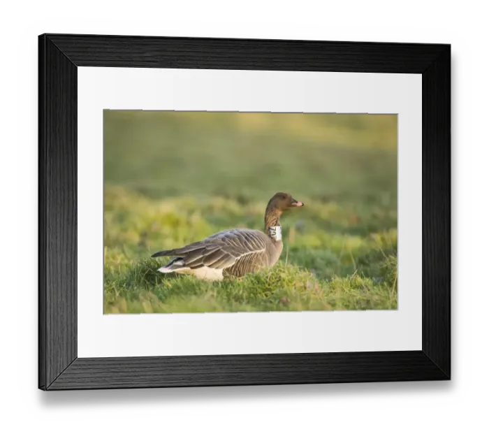 Framed Print : Pink-footed Goose Anser brachyrhynchus with neck band North Norfolk January Framed Print : Pink-footed Goose Anser brachyrhynchus with neck band North Norfolk January