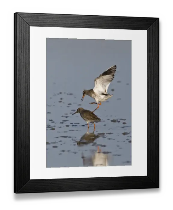 Framed Print : Redshank Tringa totanus mating Norfolk March Framed Print : Redshank Tringa totanus mating Norfolk March