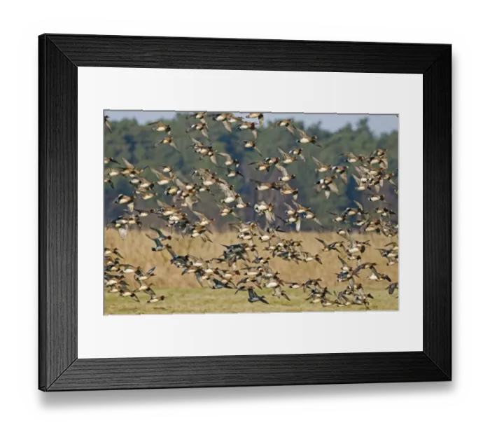 Framed Print : Wigeon Anas penelope flock Holkham Norfolk January Framed Print : Wigeon Anas penelope flock Holkham Norfolk January