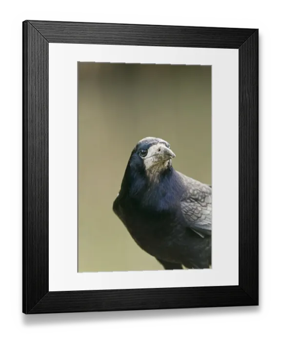 Framed Print : Rook Corvus frugilegus Glos winter Framed Print : Rook Corvus frugilegus Glos winter