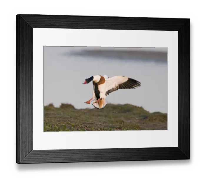 Framed Print : Shelduck Tadorna tadorna Cley Norfolk March Framed Print : Shelduck Tadorna tadorna Cley Norfolk March