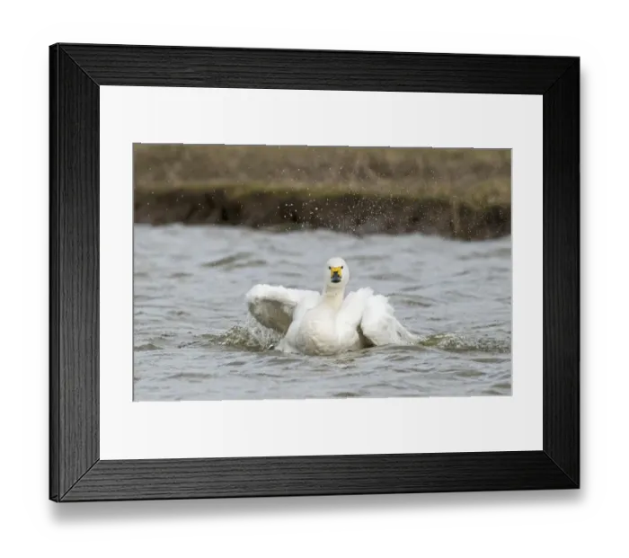 Framed Print : Bewicks Swans Cygnus columbianus bathing Slimbridge Glos UK February Framed Print : Bewicks Swans Cygnus columbianus bathing Slimbridge Glos UK February