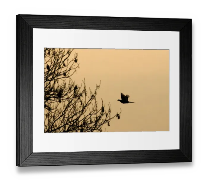 Framed Print : Pheasant Phasianus colchius in flight at dusk Norfolk January Framed Print : Pheasant Phasianus colchius in flight at dusk Norfolk January