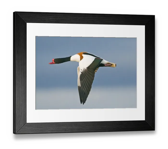 Framed Print : Shelduck Tadorna tadorna male Glos UK winter Framed Print : Shelduck Tadorna tadorna male Glos UK winter