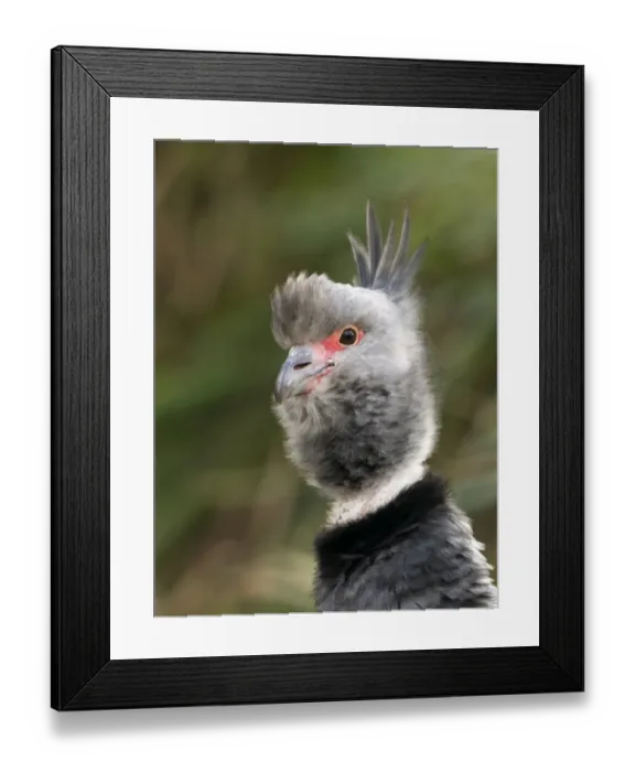 Framed Print : Crested Screamer Chauna torquata Peru Framed Print : Crested Screamer Chauna torquata Peru