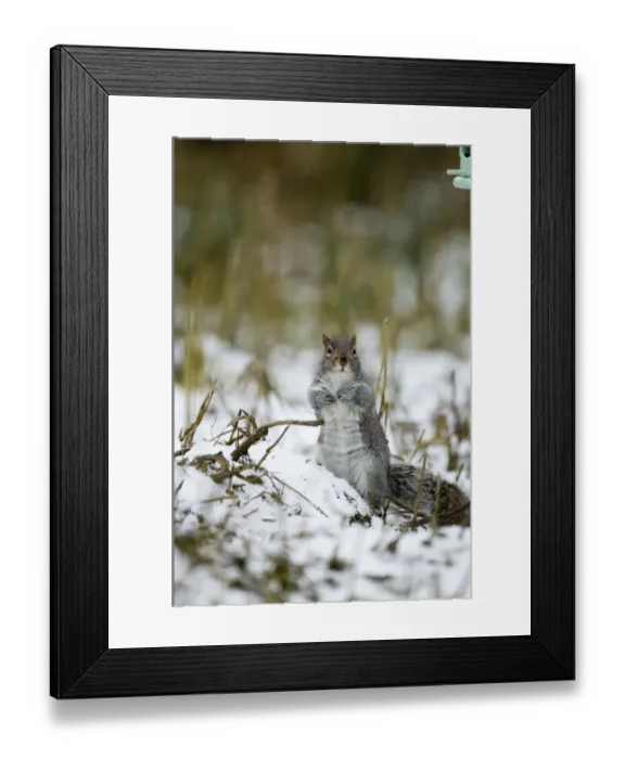 Framed Print : Grey Squirrel Sciurus carolinensis Norfolk winter Framed Print : Grey Squirrel Sciurus carolinensis Norfolk winter