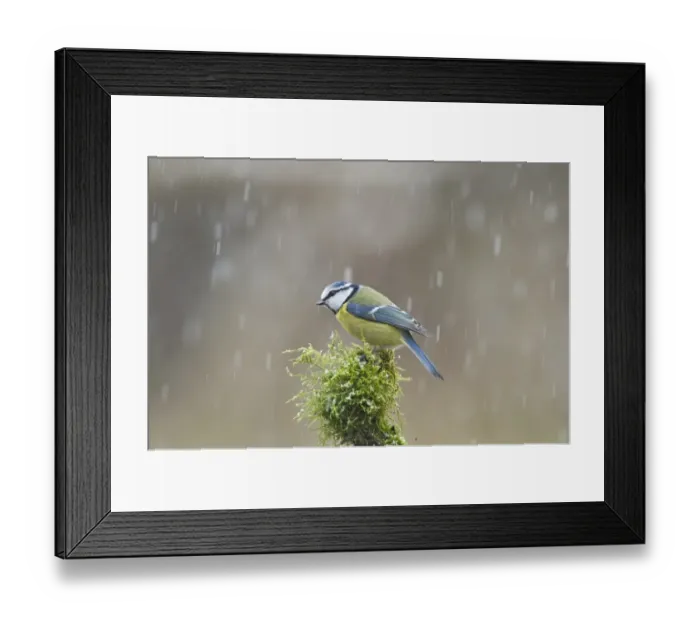 Framed Print : Blue Tit Parus caeruleus in snow Norfolk winter Framed Print : Blue Tit Parus caeruleus in snow Norfolk winter
