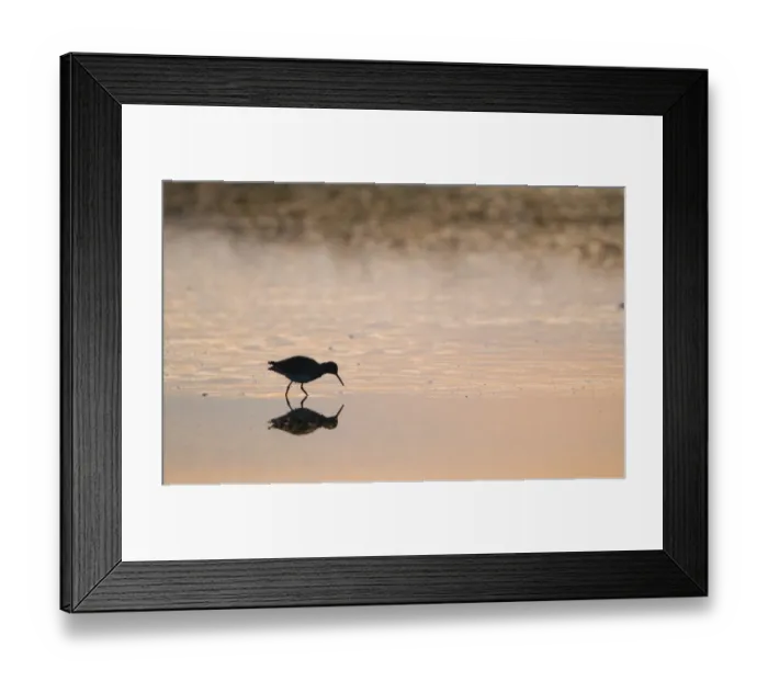 Framed Print : Redshank Tringa totanus silhouetted on tidal creek at dusk Morston Norfolk January Framed Print : Redshank Tringa totanus silhouetted on tidal creek at dusk Morston Norfolk January