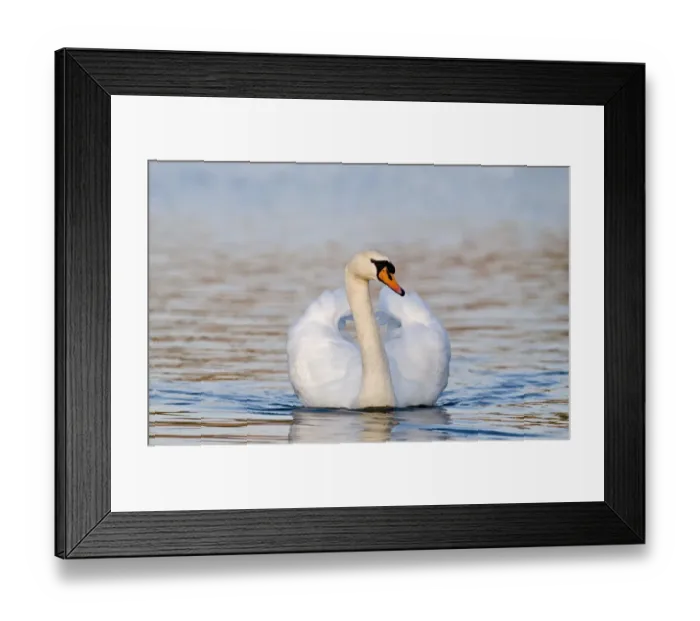 Framed Print : Mute Swan Cygnus olor cob (male) Norfolk UK spring Framed Print : Mute Swan Cygnus olor cob (male) Norfolk UK spring