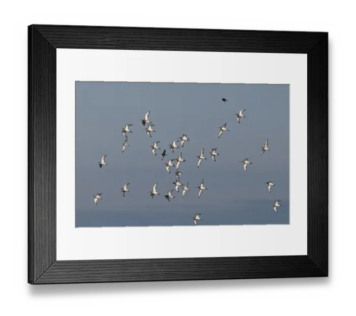 Framed Print : Black-tailed Godwits Limosa limosa Norfolk March