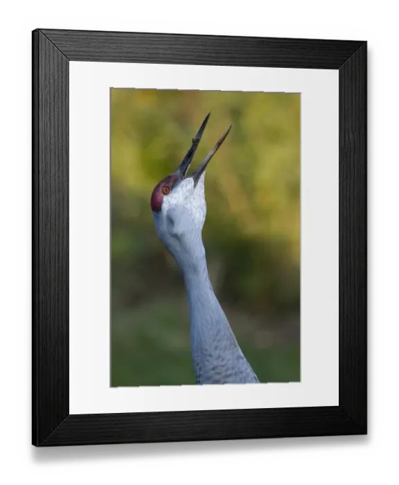 Framed Print : Sandhill Crane Grus canadensis calling Bosque del Apache New Mexico USA Framed Print : Sandhill Crane Grus canadensis calling Bosque del Apache New Mexico USA
