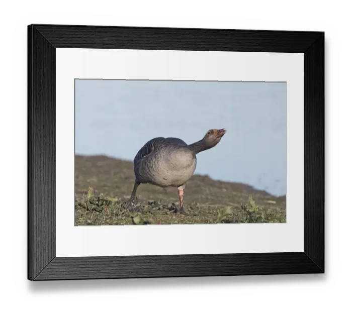 Framed Print : Greylag Goose Anser anser in aggressive posture Norfolk March Framed Print : Greylag Goose Anser anser in aggressive posture Norfolk March
