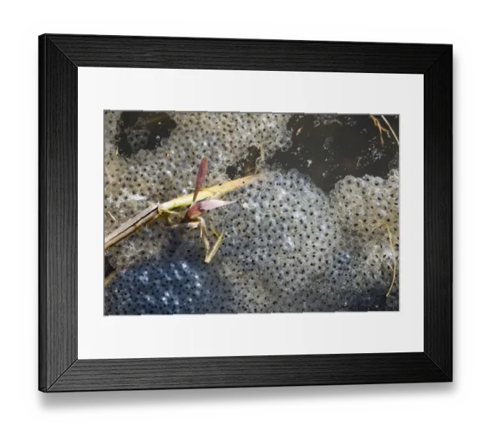 Framed Print : Common Frog Rana temporania spawn in pond in spring Norfolk March Framed Print : Common Frog Rana temporania spawn in pond in spring Norfolk March