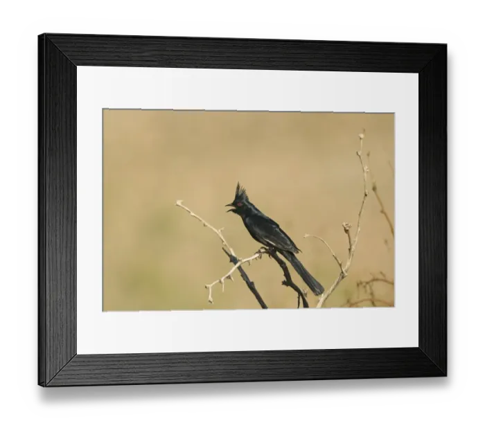 Framed Print : Phainopepla Phainopepla nitens male California USA April Framed Print : Phainopepla Phainopepla nitens male California USA April