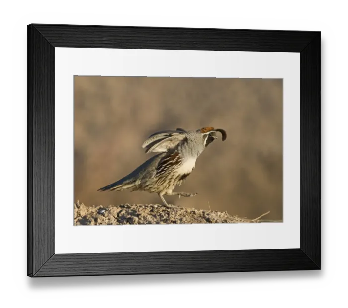 Framed Print : Gambels Quail Callipepla gambelii male stretching California USA April Framed Print : Gambels Quail Callipepla gambelii male stretching California USA April