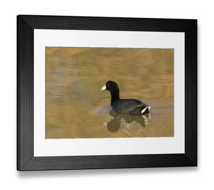 Framed Print : American Coot Fulica americana Salton Sea California USA Framed Print : American Coot Fulica americana Salton Sea California USA