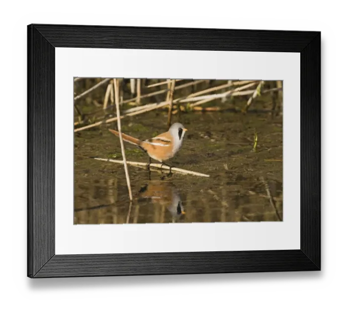Framed Print : Bearded Tit Panurus biarmicus male Titchwell RSPB Reserve Norfolk April Framed Print : Bearded Tit Panurus biarmicus male Titchwell RSPB Reserve Norfolk April