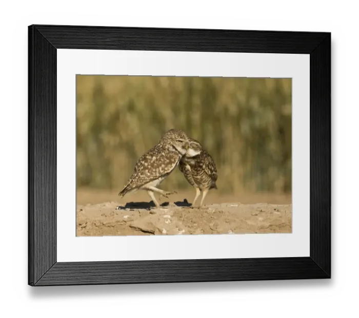 Framed Print : Burrowing Owls Athene cunicularia pair preening Salton Sea California USA April Framed Print : Burrowing Owls Athene cunicularia pair preening Salton Sea California USA April