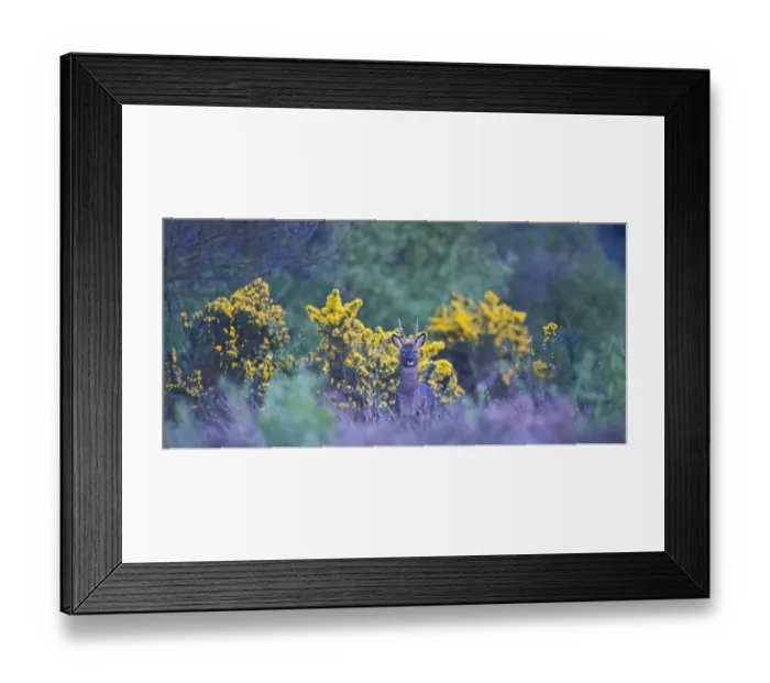 Framed Print : Roe Deer Capreolus capreolus buck on heath at dusk Norfolk April Framed Print : Roe Deer Capreolus capreolus buck on heath at dusk Norfolk April