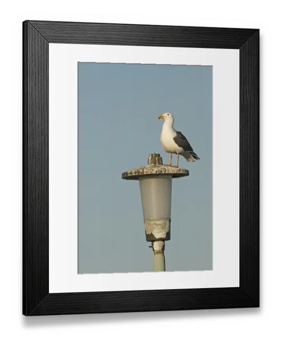 Framed Print : Western Gull Larus accidentalis adult La Jolla San Diego California USA