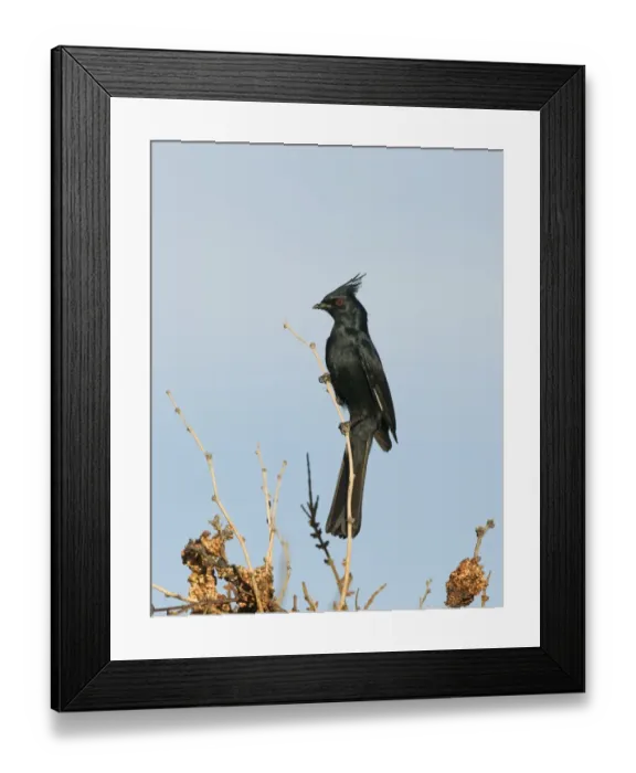 Framed Print : Phainopepla Phainopepla nitens male California USA April Framed Print : Phainopepla Phainopepla nitens male California USA April